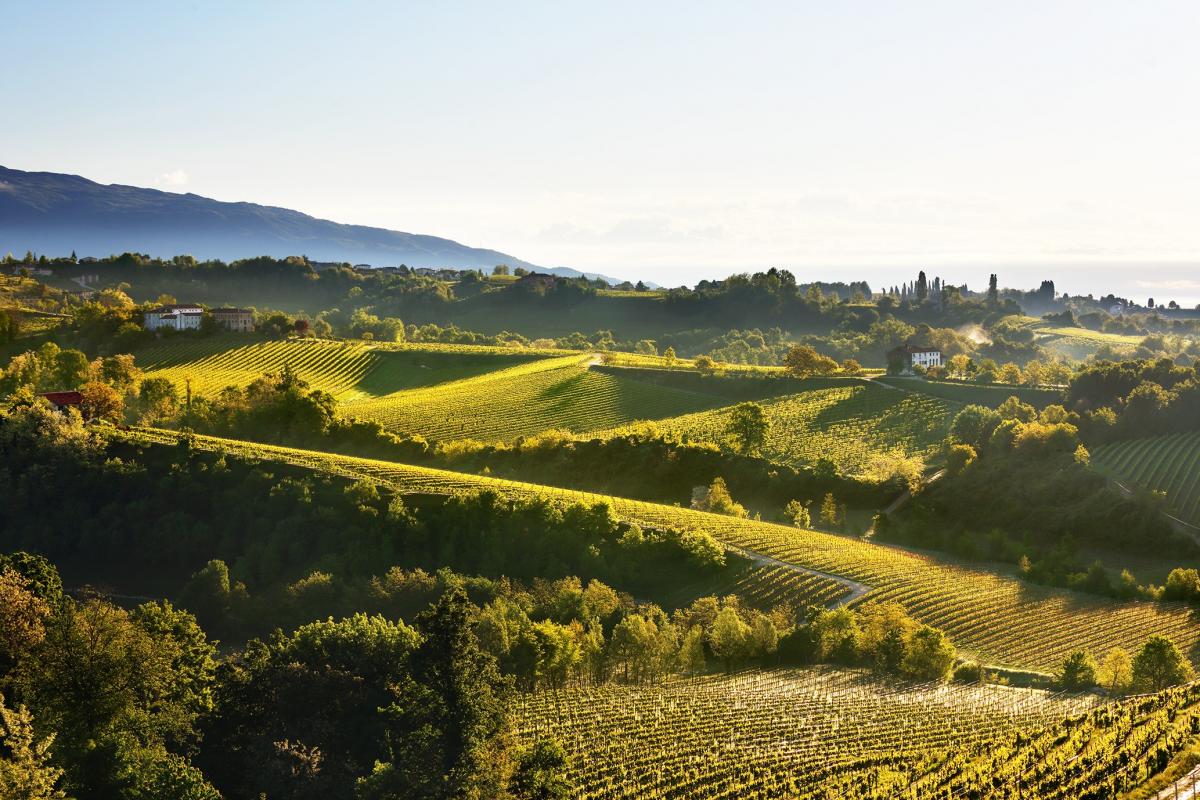 Vacanza enogastronomica in Veneto - Degustazione di Prosecco Superiore delle migliori cantine venete e dei migliori vini veneti