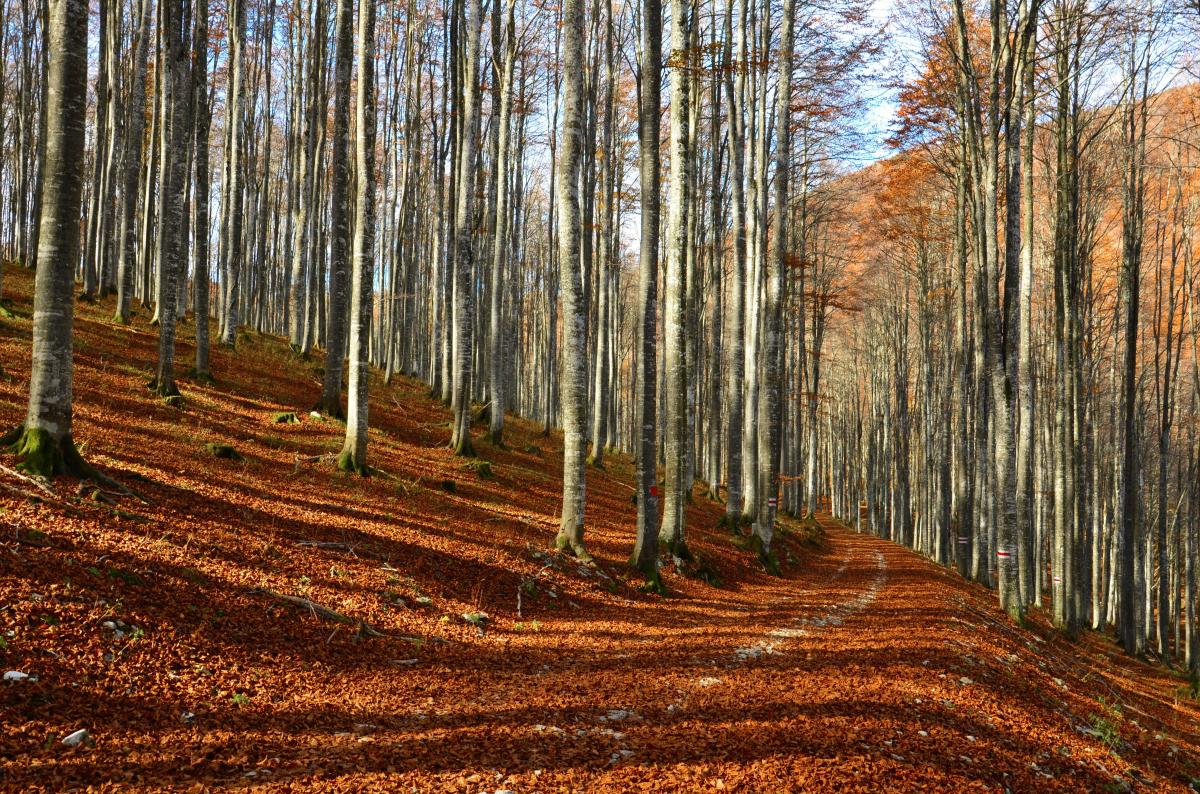 vacanza bike in Veneto sulle Colline del Prosecco e La Foresta del Cansiglio