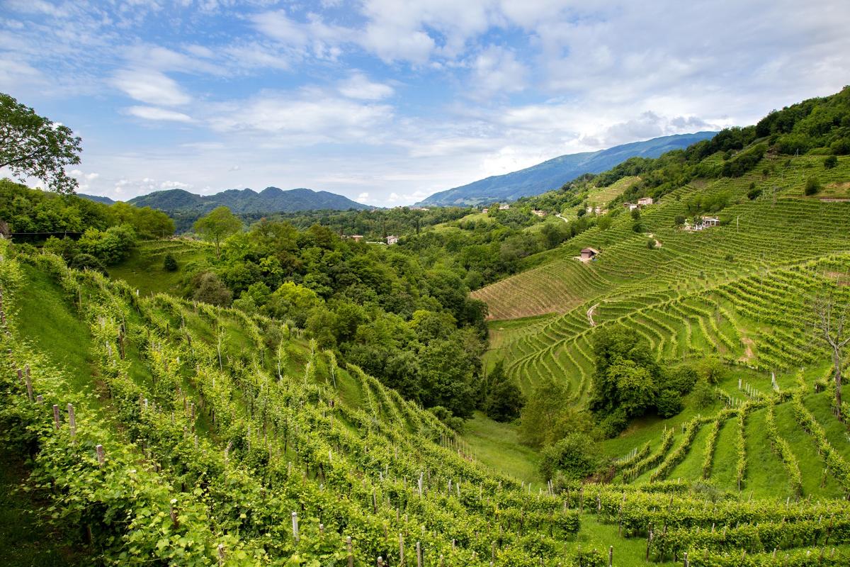 colline prosecco panorama