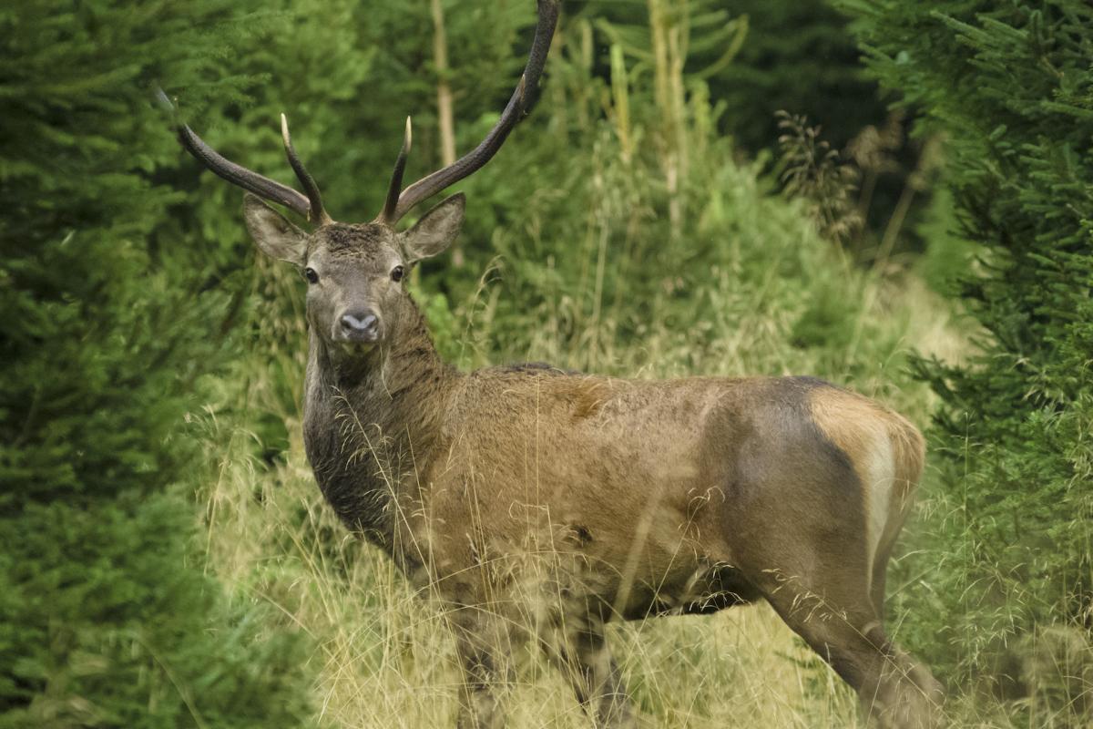 bramito dei cervi in cansiglio