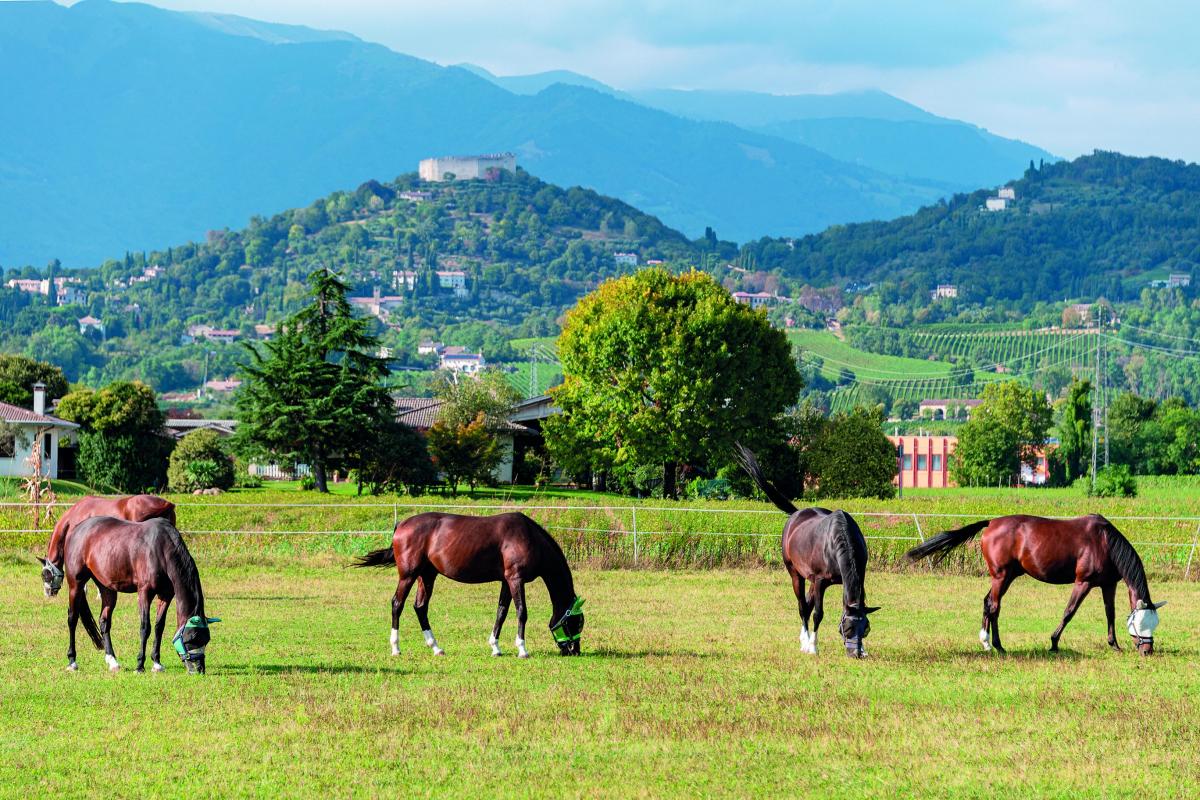 progress country house_XP cavallo (5)