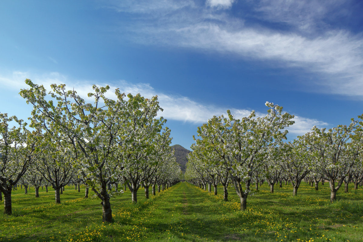 Tra storia e bollicine nelle Colline del Prosecco (5)