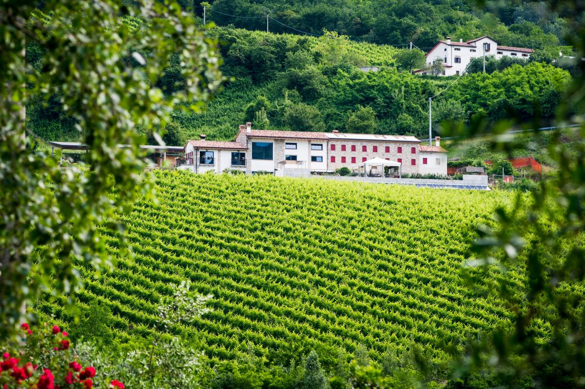 vista dal vigneto