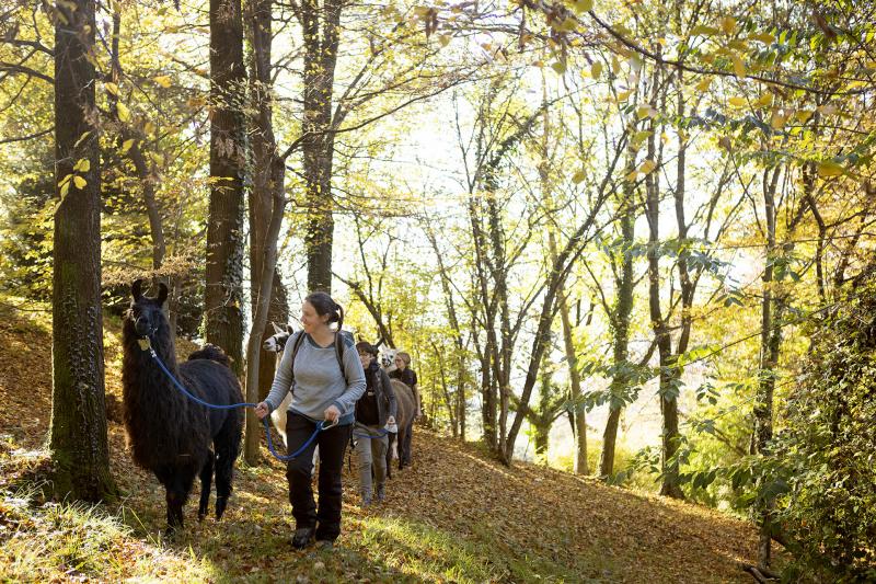 Lama Trekking, un'escursione insolita in compagnia degli animali