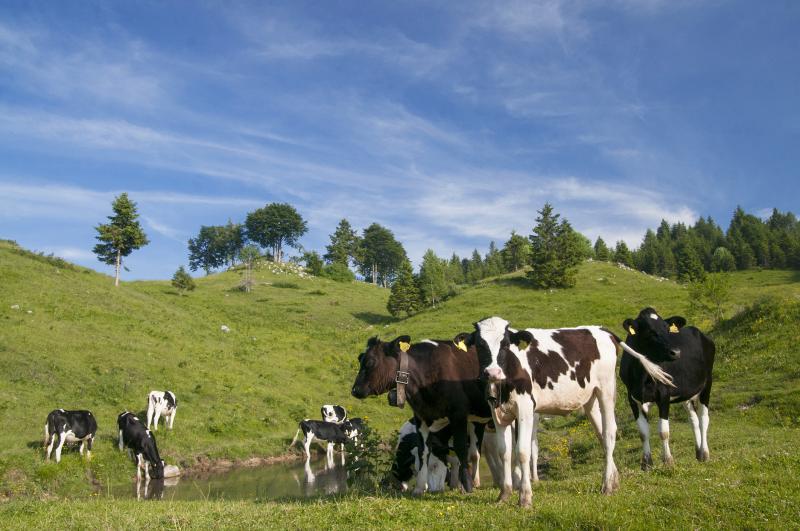 Die Almen  in den Trevisaner Voralpen