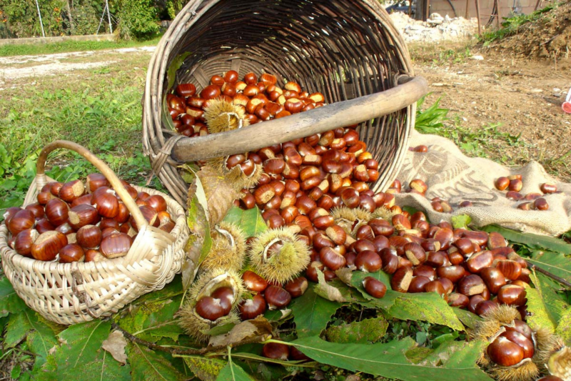 Festa dei Marroni