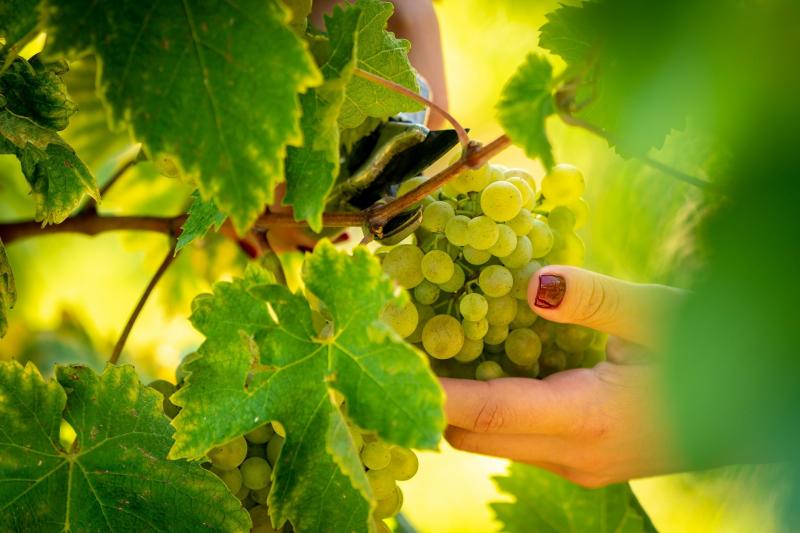 Biodynamic vineyard