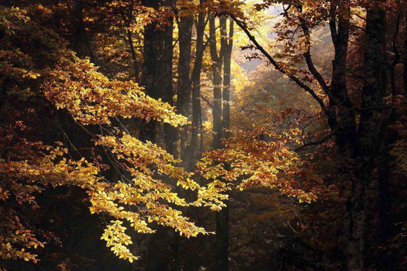 Der Cansiglio-Wald,  Kostprobe für einen Natururlaub in Venetien